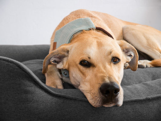 Beruhigungsmittel für Hunde: Globuli, Tabletten oder Kräuterpads für einen entspannten und ausgeglichenen Hund