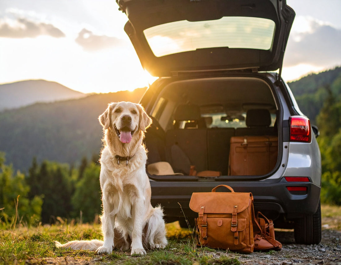 Was gehört in die Hunde-Reiseapotheke?