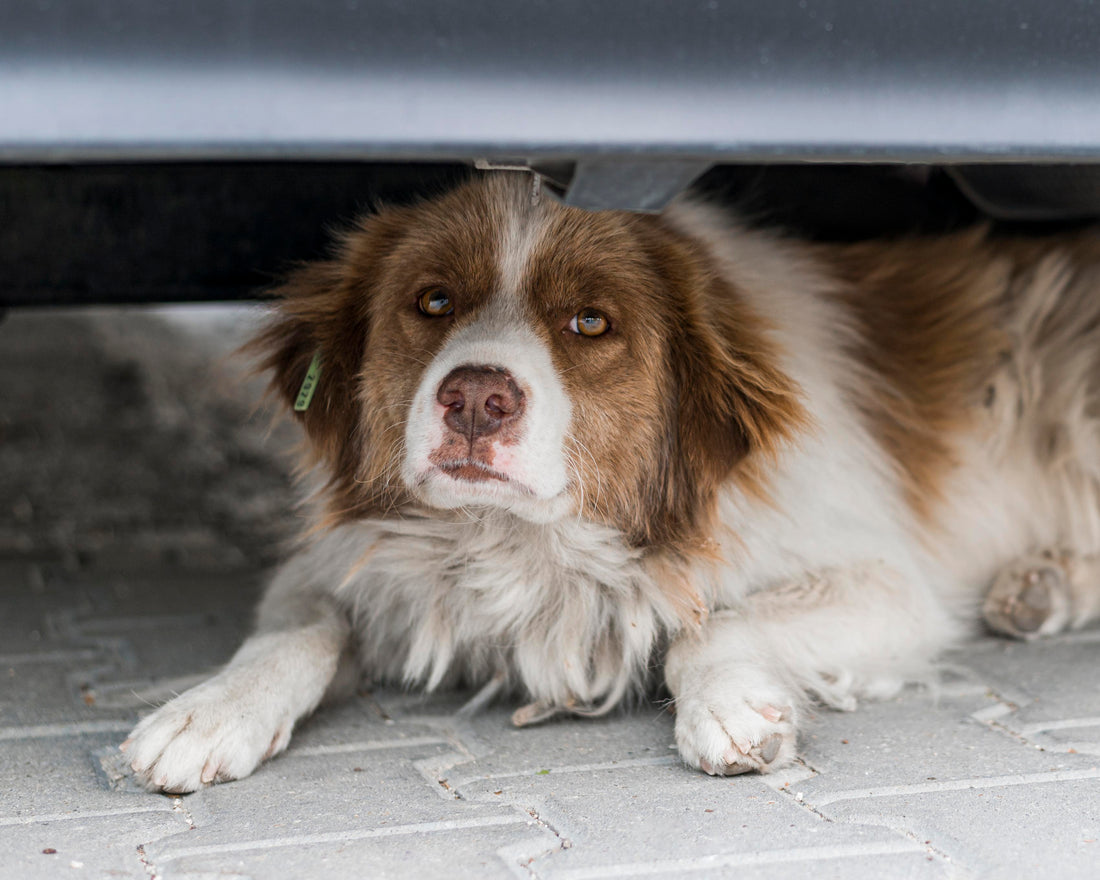 Tipps, um Deinem Hund die Angst vor Gewitter zu nehmen