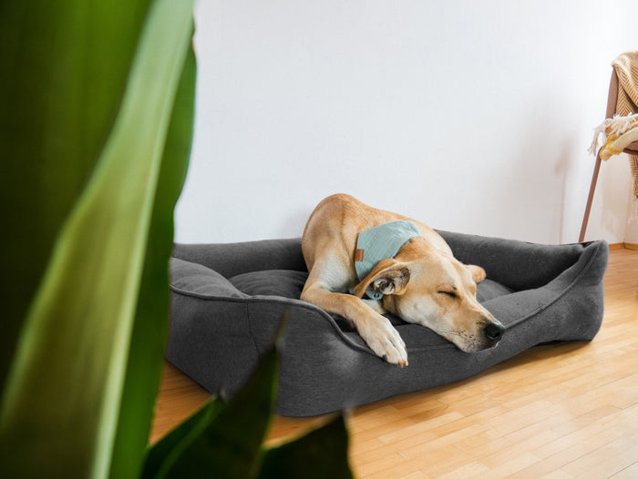  files/2025-07-16_LKdogs-Sammy-Balance-0727.jpg