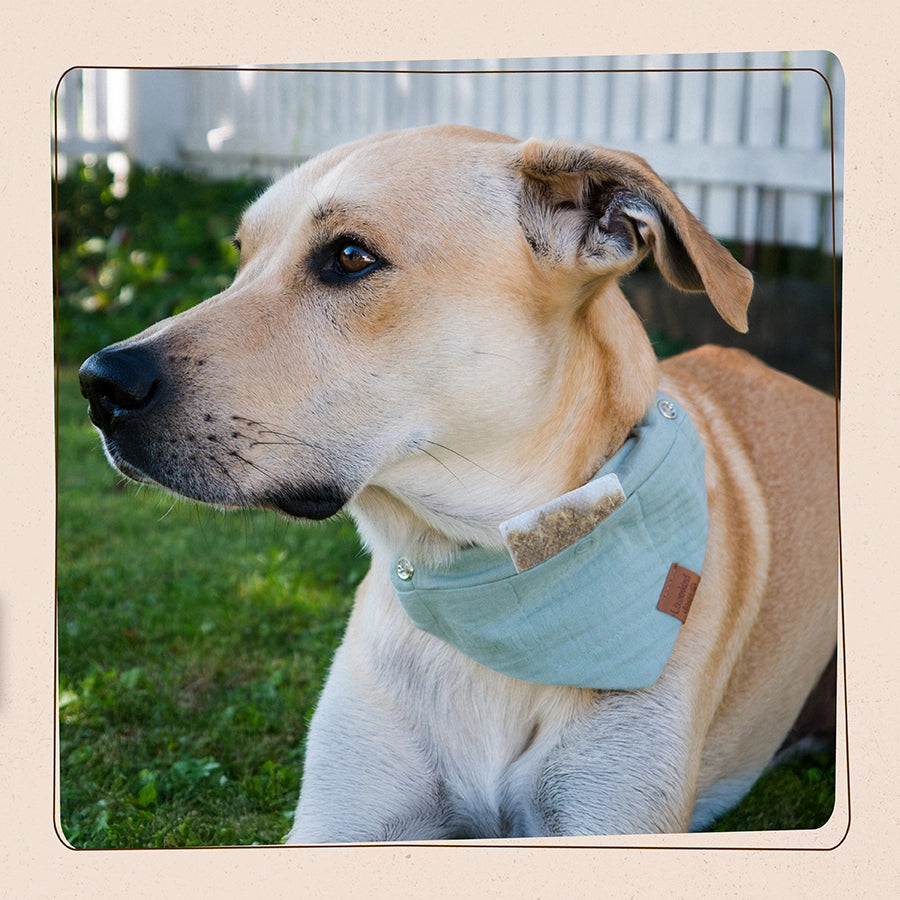 Hundehalsband